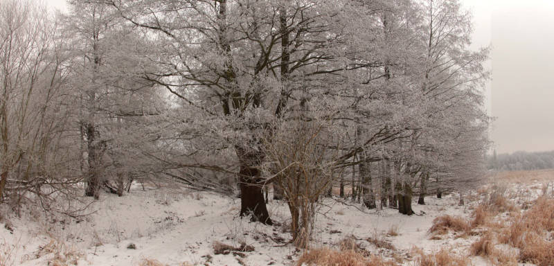 Feuchtgebiet im Winter