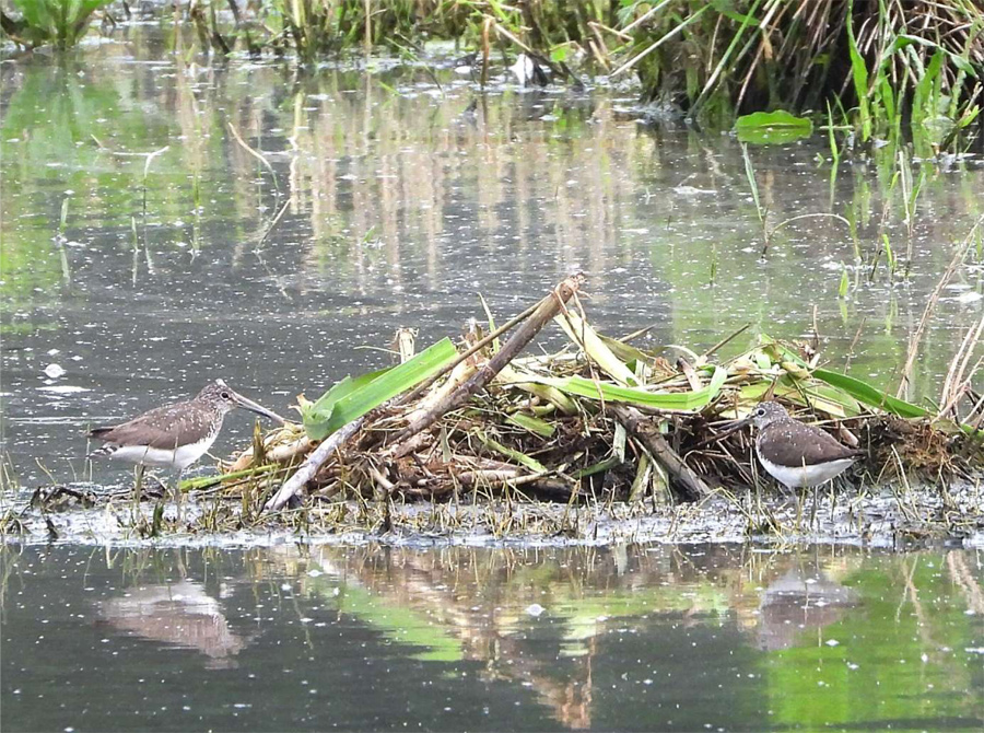 Waldwasserläufer (Tringa ochropus) kleine Moorlinse