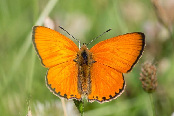 Lycaena virgaureae