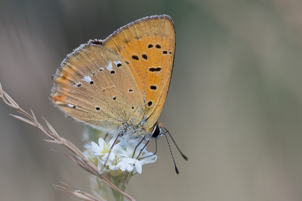 Lycaena virgaureae