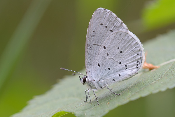 Celastrina argiolus