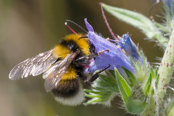 Gartenhummel