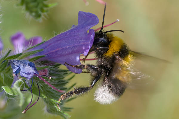 Bombus ruderatus