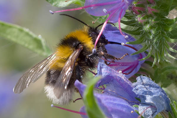 Bombus ruderatus