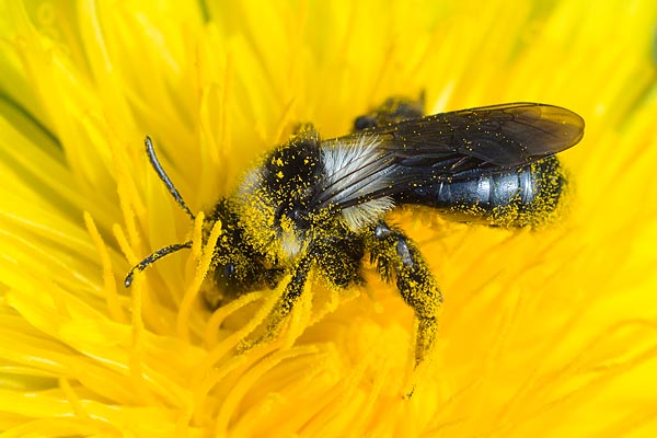 Andrena cineraria