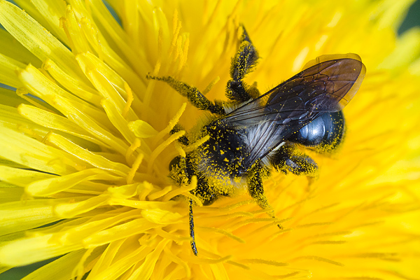 Andrena cineraria