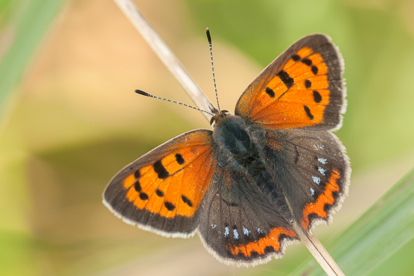 Lycaena phlaeas