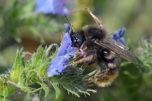 Bombus rupestris