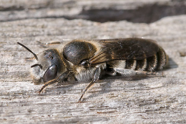 Osmia adunca