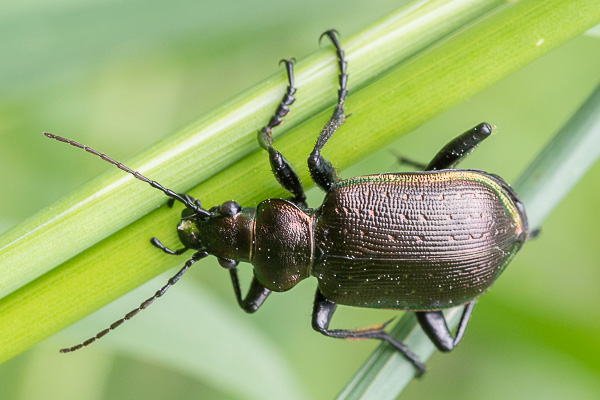 Calosoma inquisitor