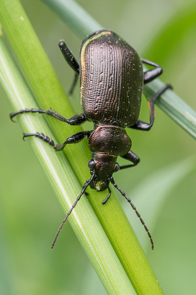 Calosoma inquisitor