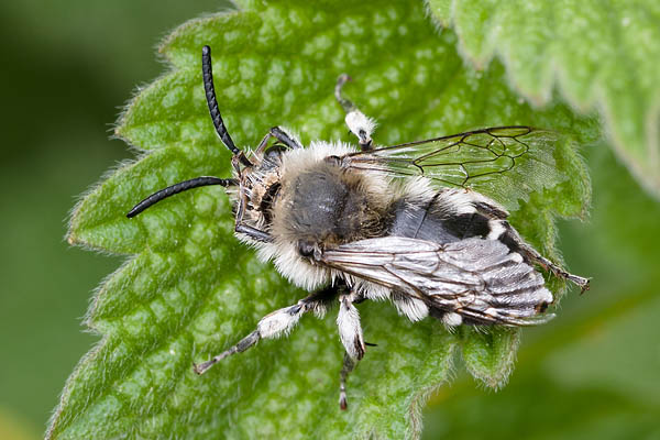 Melecta albifrons
