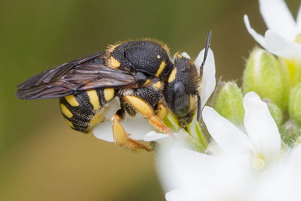 Anthidium strigatum
