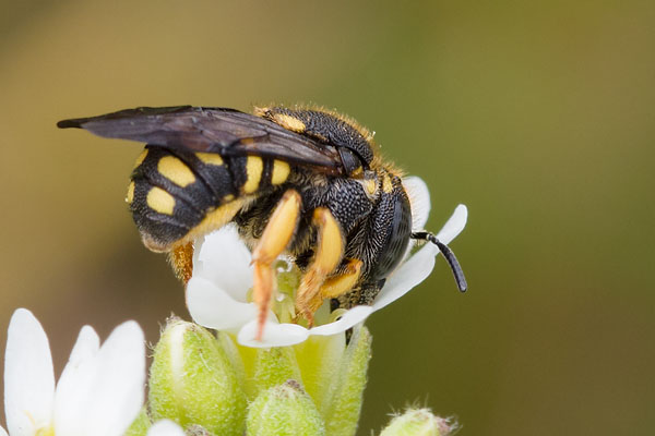 Anthidium strigatum