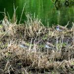 Flussregenpfeifer an der kleinen Moor Linse Berlin Buch