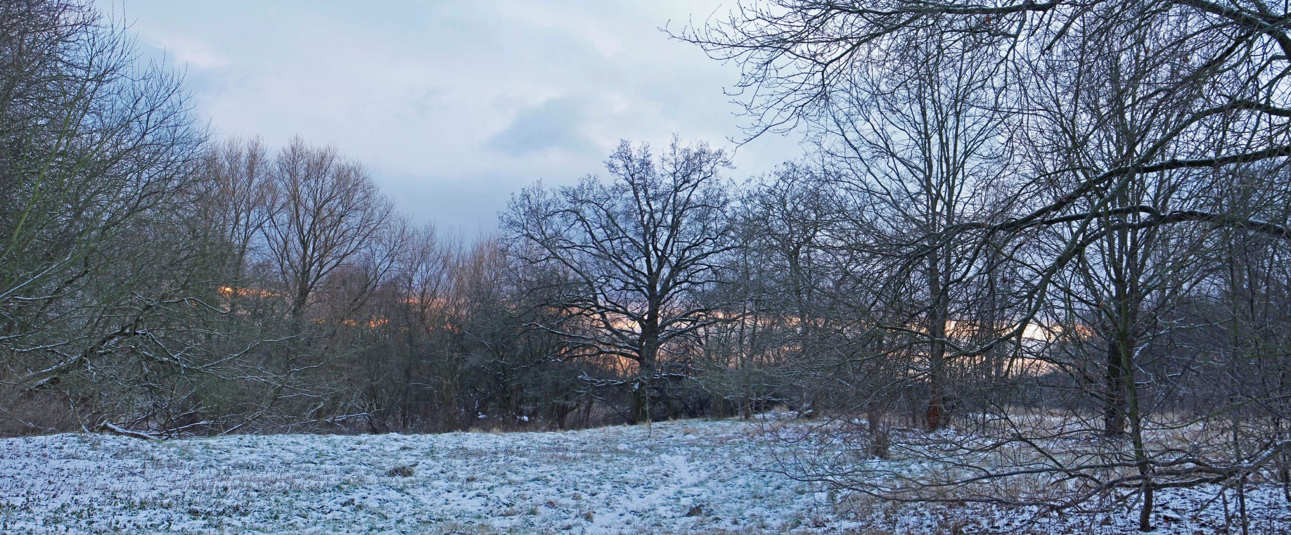 Moorwiese im Winter