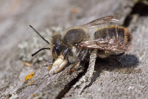 Blattschneiderbiene Megachile willughbiella