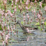 Bruchwasserläufer an der kleinen Moorlinse (in Deutschland Nur noch unregelmäßiger Brutvogel, Rote Liste Kategorie 1)