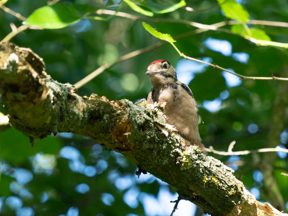 Buntspecht (Dendrocopos major)