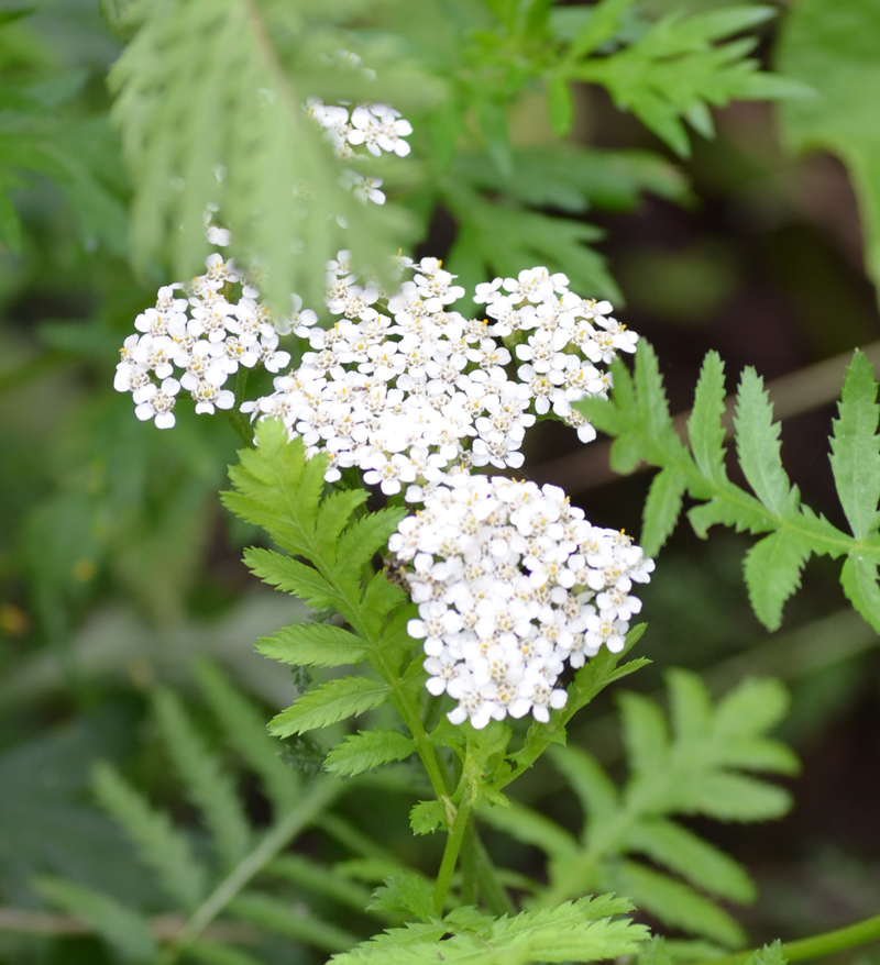 weiße Blüten in der geplanten Bebauungszone
