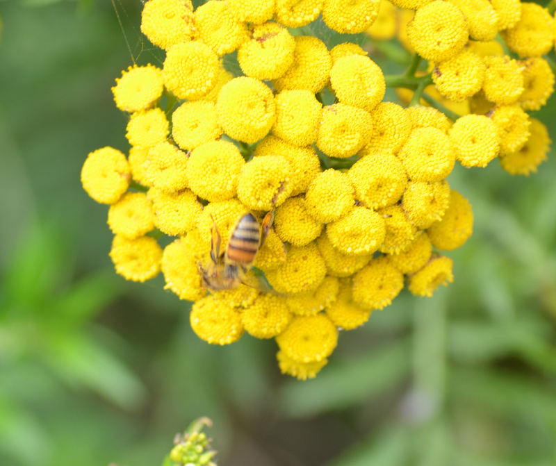 gelbe Blüten mit Biene in der geplanten Bebauungszone