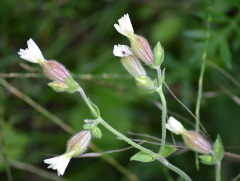 weiße Blüten 2 in der geplanten Bebauungszone