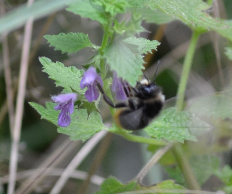 blühende Brennessel mit Hummel in der geplanten Bebauungszone