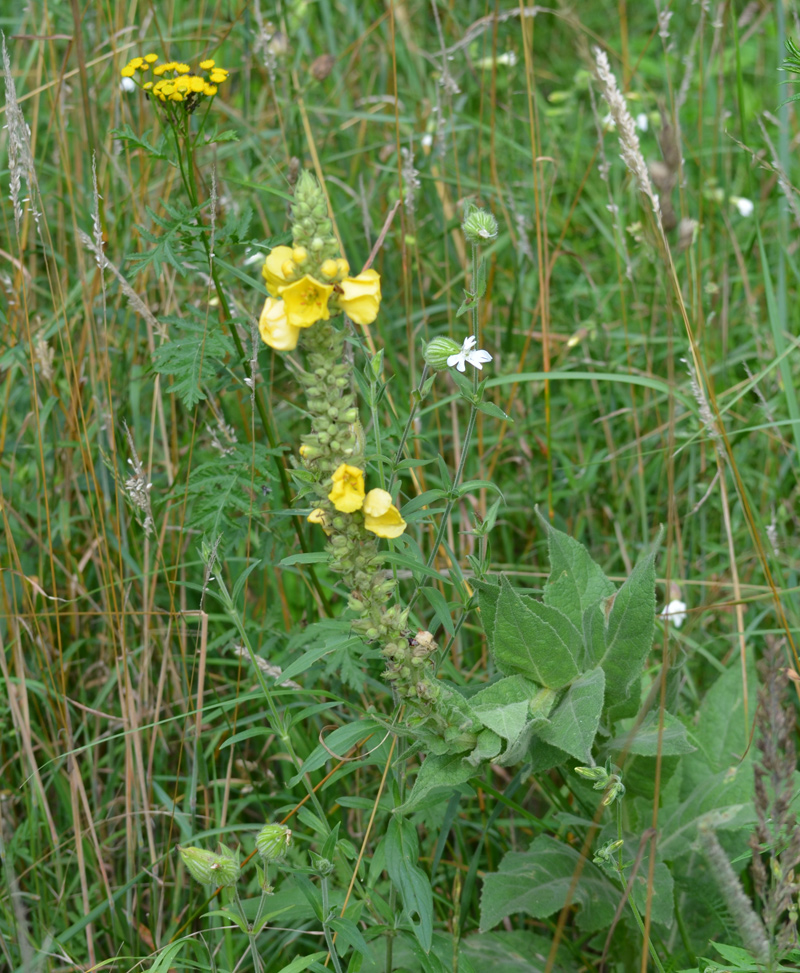 Pflanzenvielfalt in der geplanten Bebauungszone