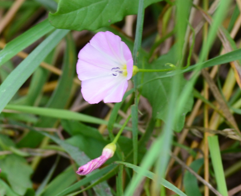 rosa Blume in der geplanten Bebauungszone