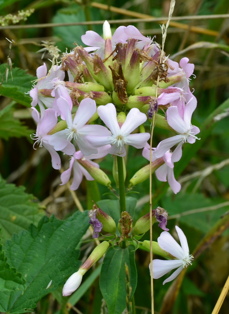 weiß / pinke Blume in der geplanten Bebauungszone