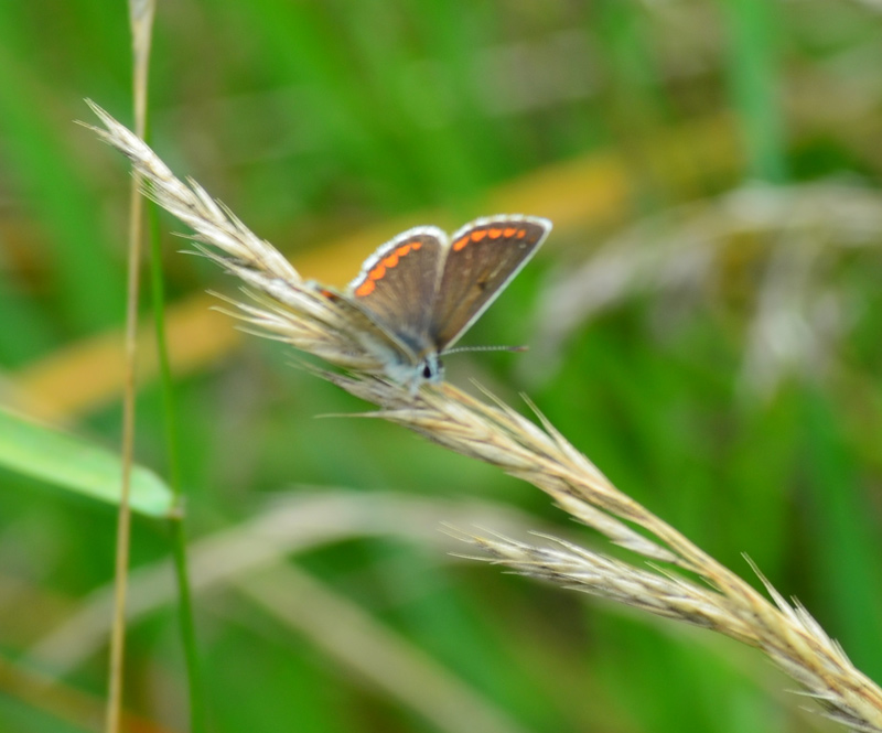 Schmetterling in der geplanten Bebauungszone