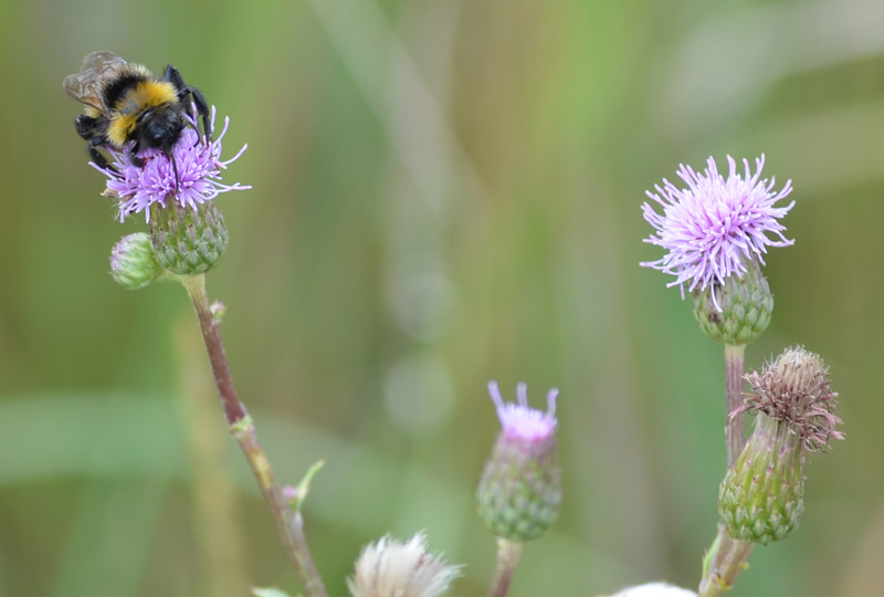 Hummel in der geplanten Bebauungszone