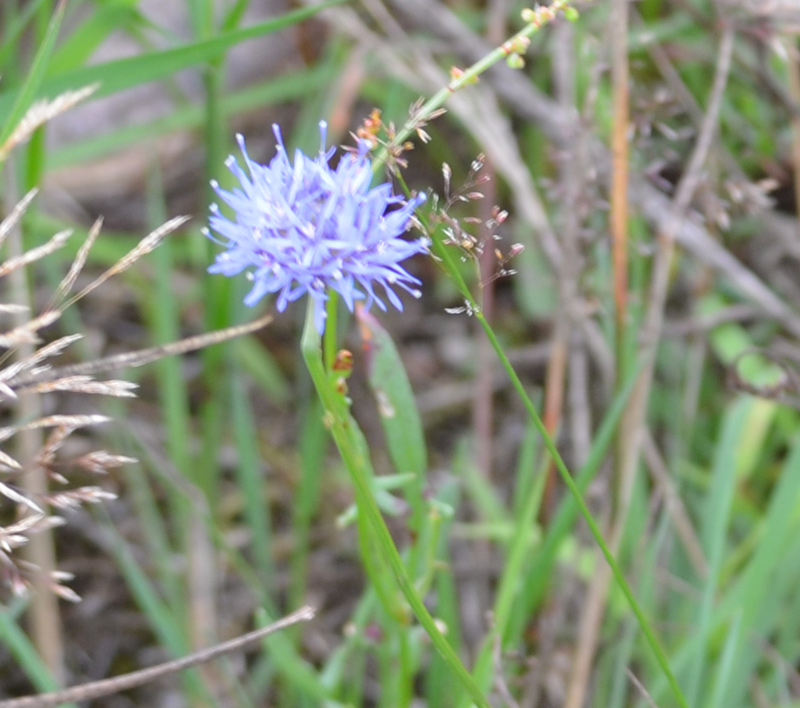 blaue Gräser in der geplanten Bebauungszone