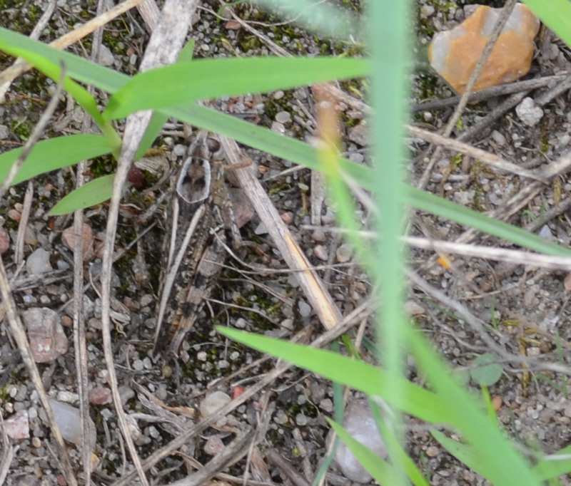 Grashüpfer in der geplanten Bebauungszone