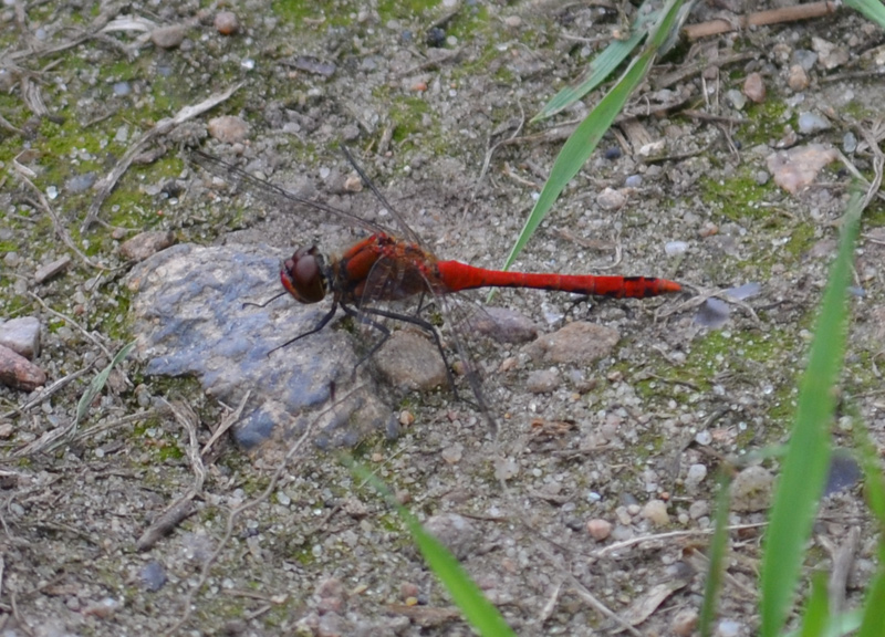 Rote Libelle in der geplanten Bebauungszone