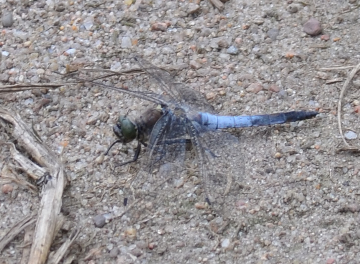 blaue Libelle in der geplanten Bebauungszone