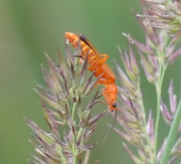 oranger Flug-Käfer in der geplanten Bebauungszone