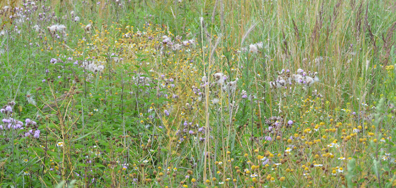 Blütenwiese in der geplanten Bebauungszone