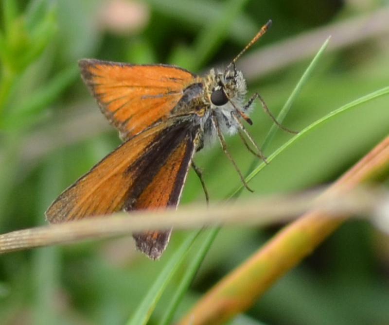 Insektenschwund ist alarmierend - 1/4 der Insektenarten gefährdet