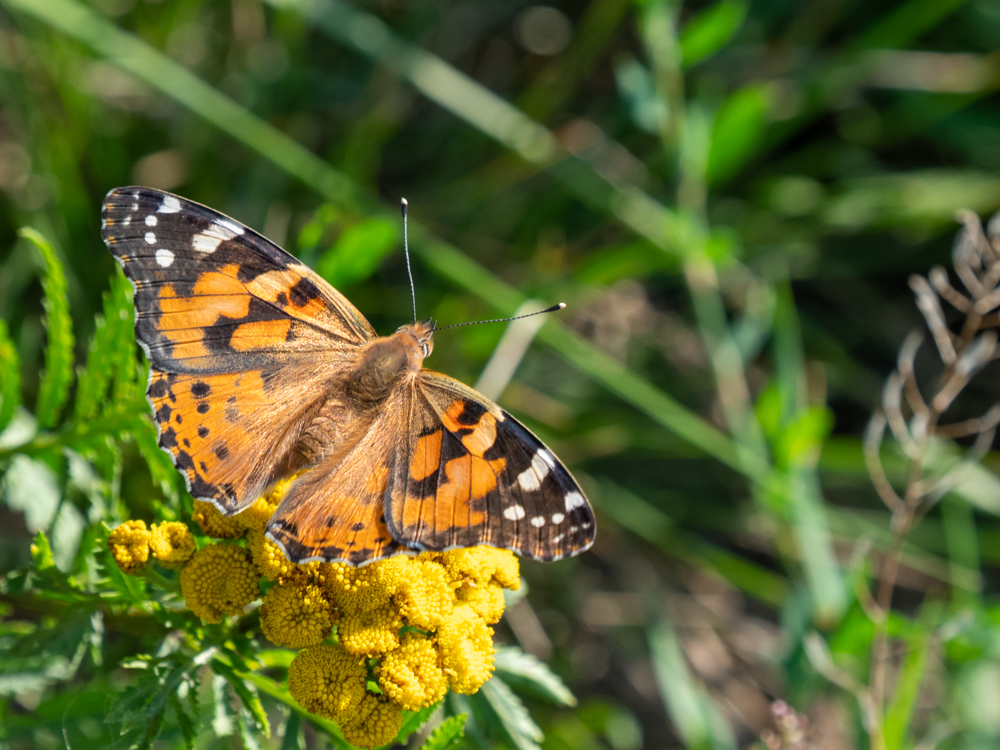 Distelfalter (Vanessa cardui) auf der Moorwiese