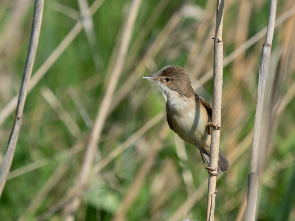 Drosselrohrsänger (Acrocephalus arundinaceus)