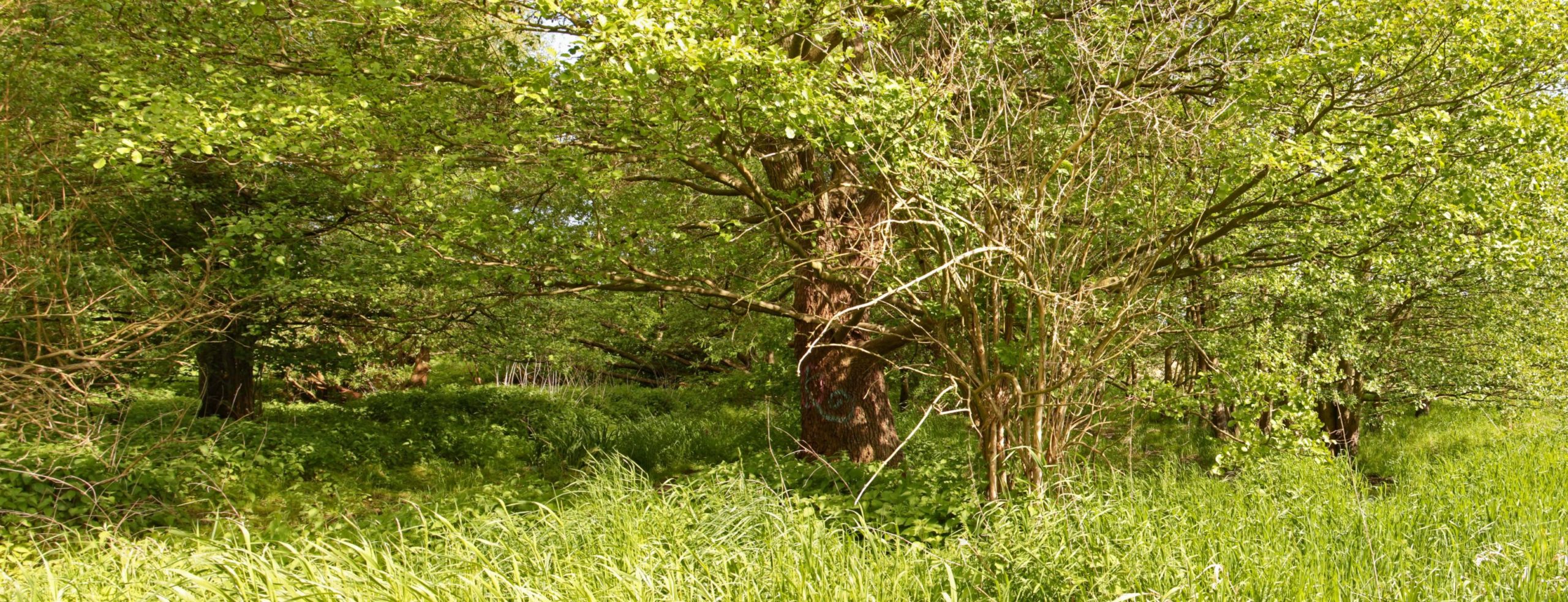 Moorwiese im Mai