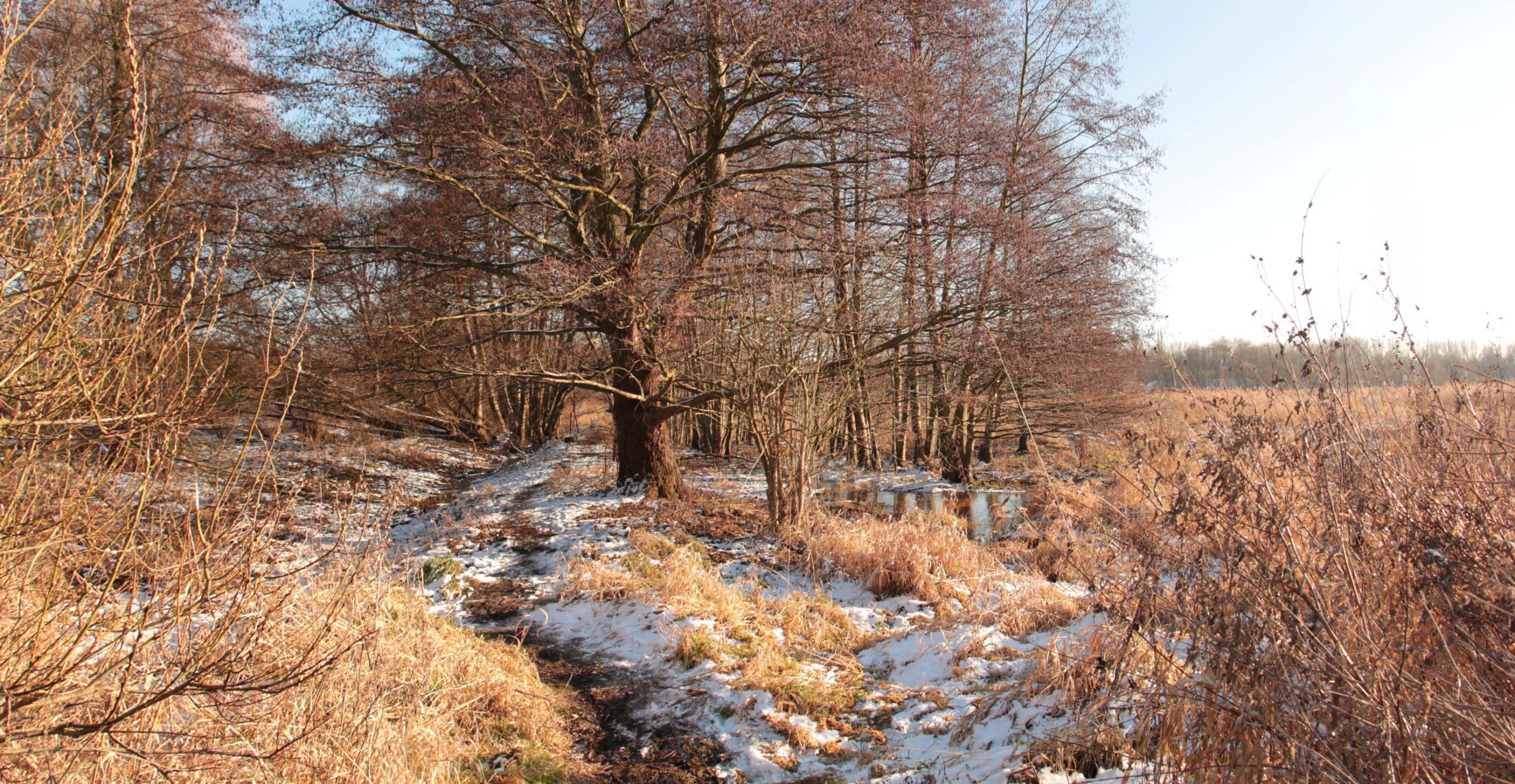 Moorwiese im Januar 2021