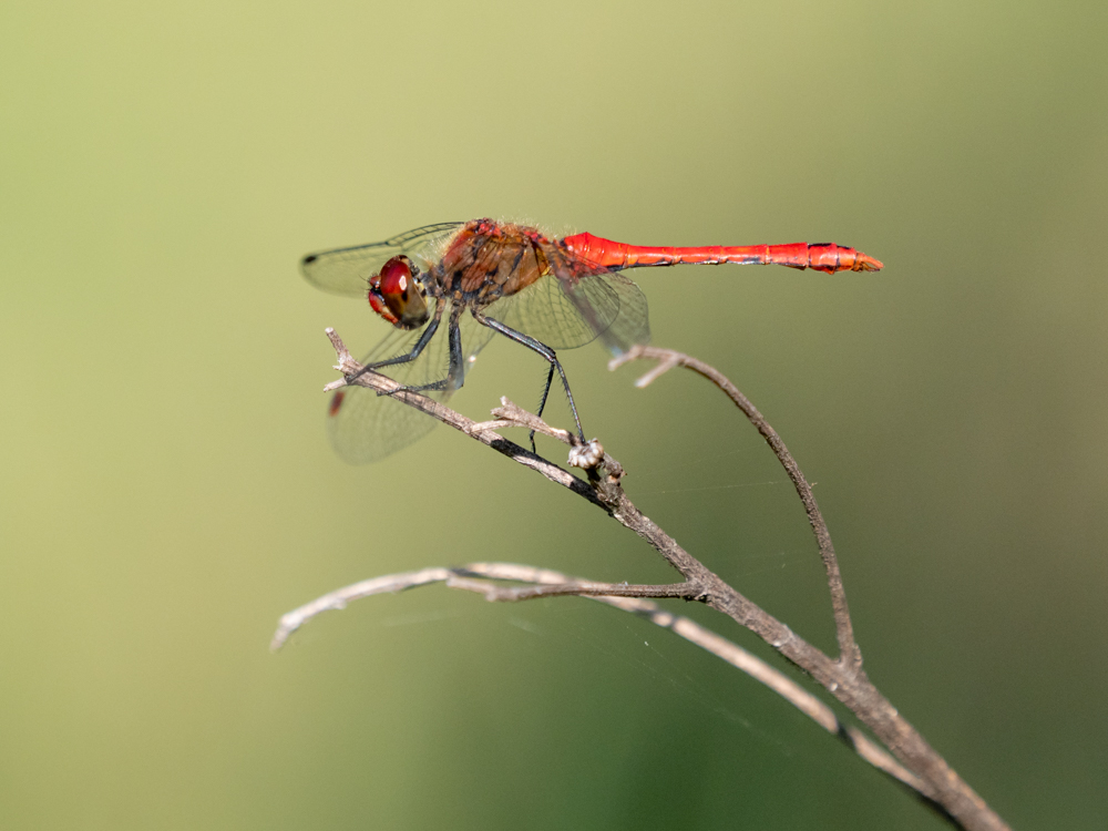 Gemeine Heidelibelle (Sympetrum vulgatum)