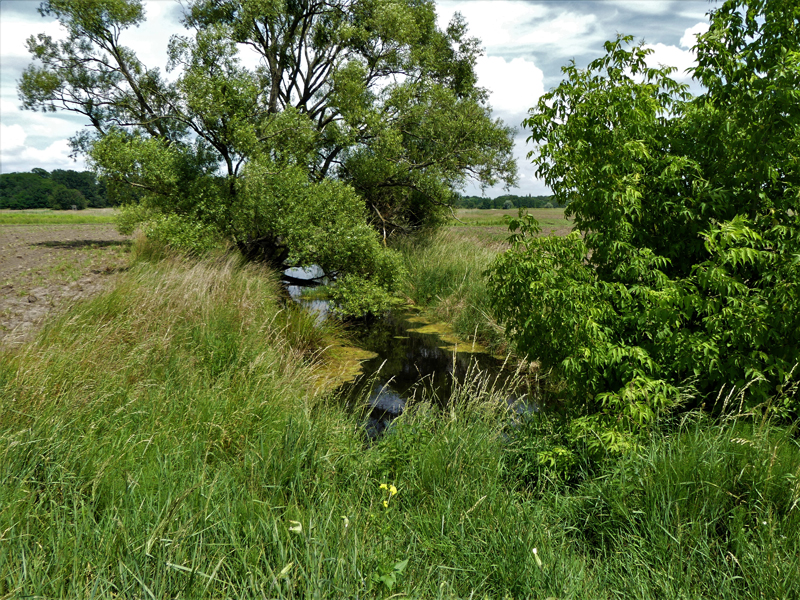 Graben zur kleinen Moorlinse