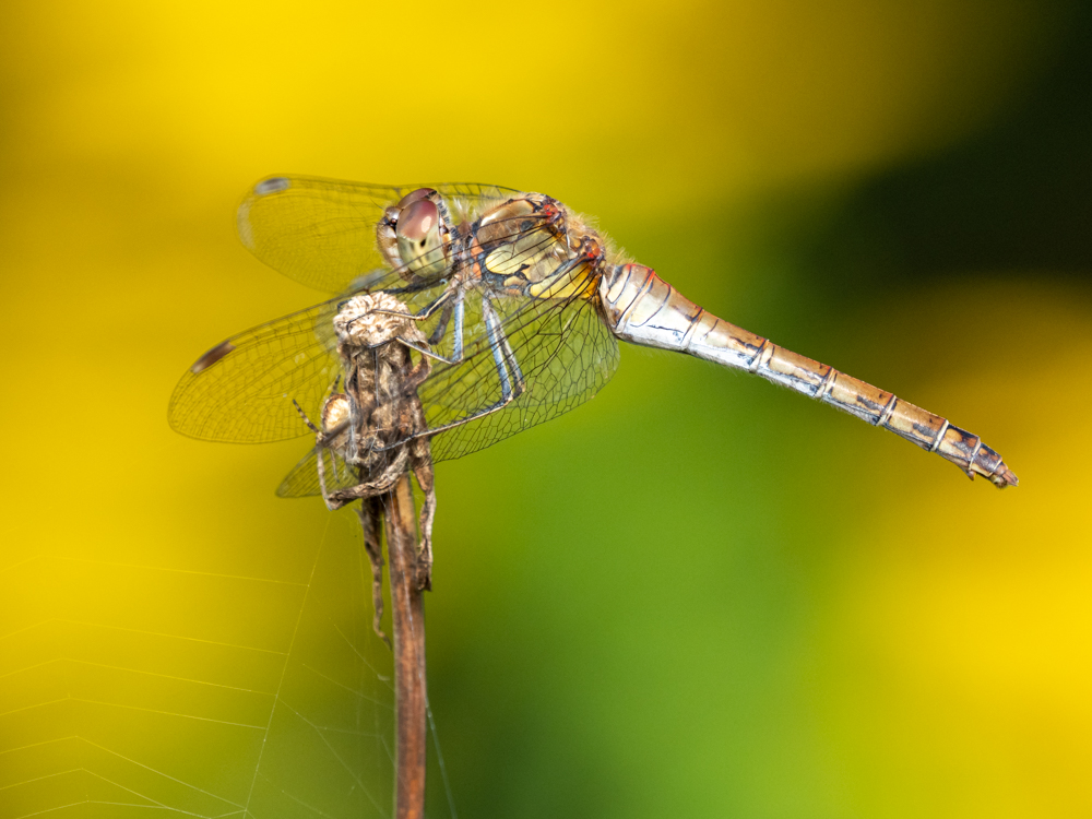 Große Heidelibelle (Sympetrum striolatum)