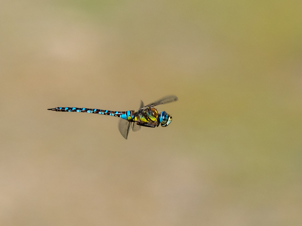 Herbst-Mosaikjungfer (Aeshna mixta)