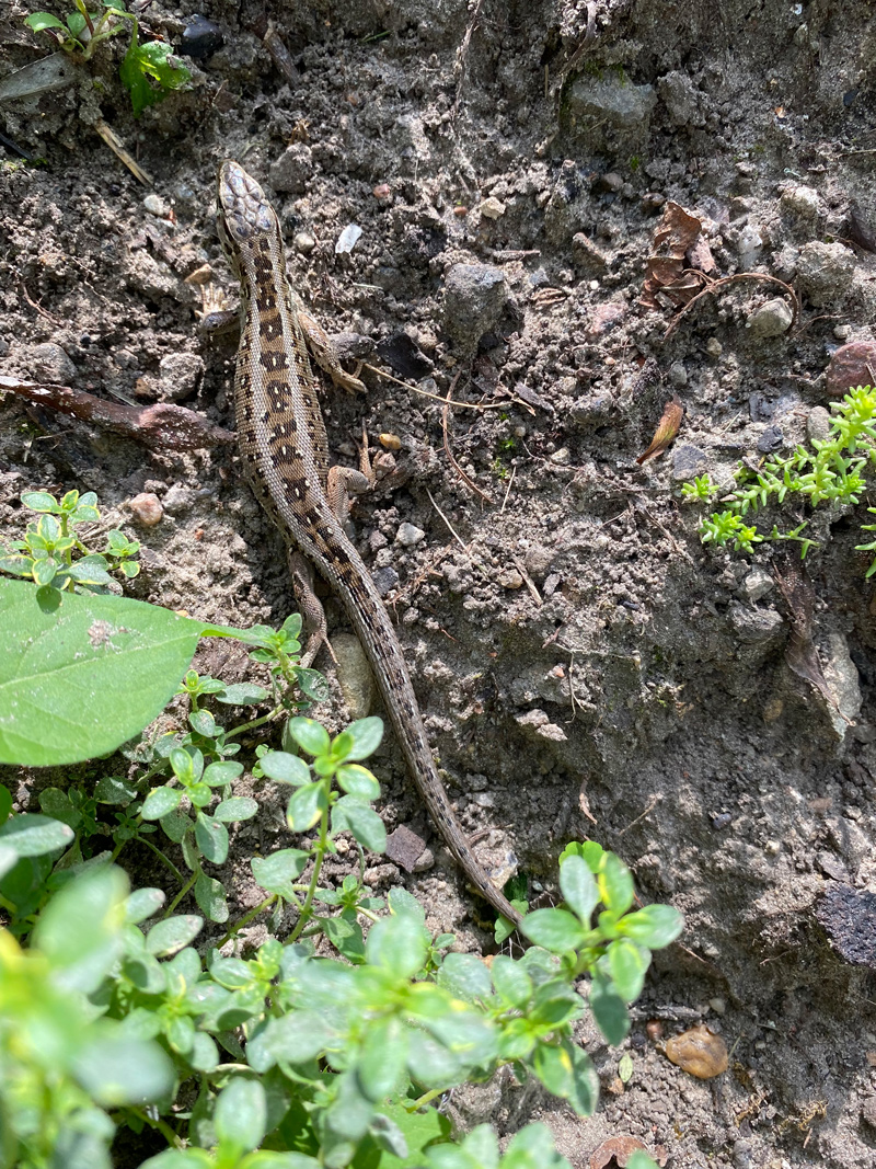 Zauneidechse in der geplanten Bebauungszone
