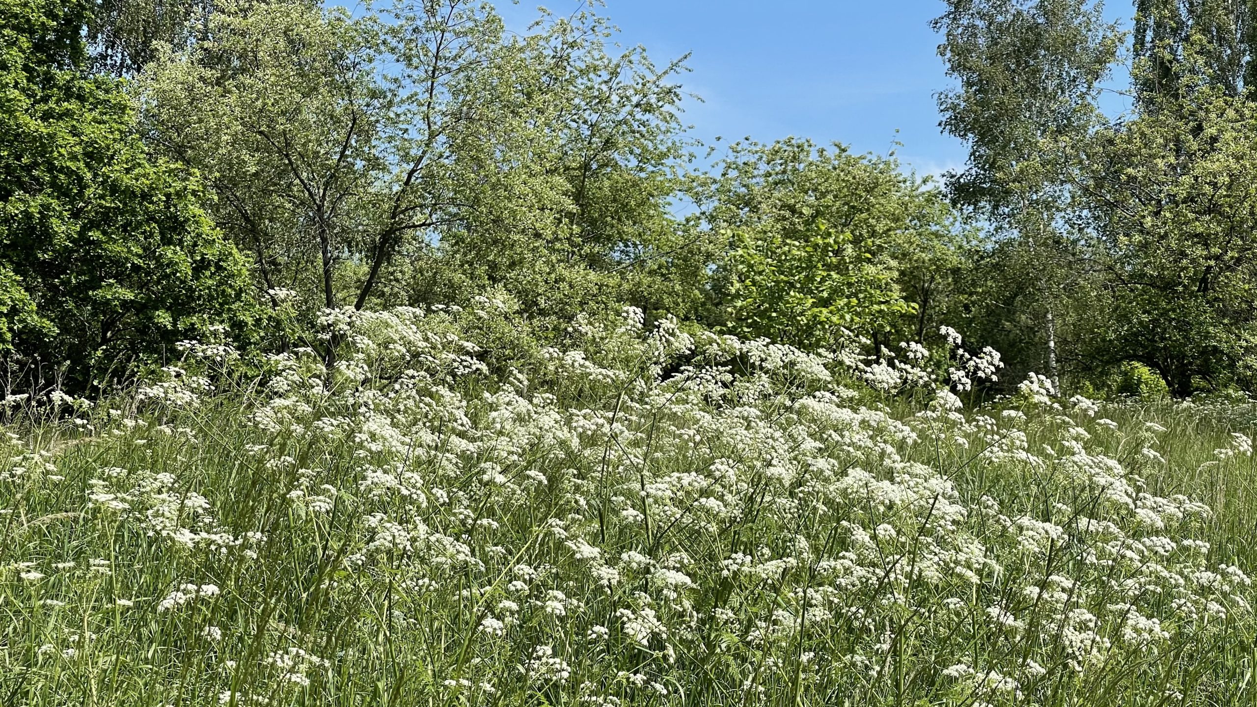 Blumen Moorwiese