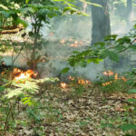 Waldbrand 05.06.2023 zwischen den Regierungskrankenhäuser in Berlin Buch